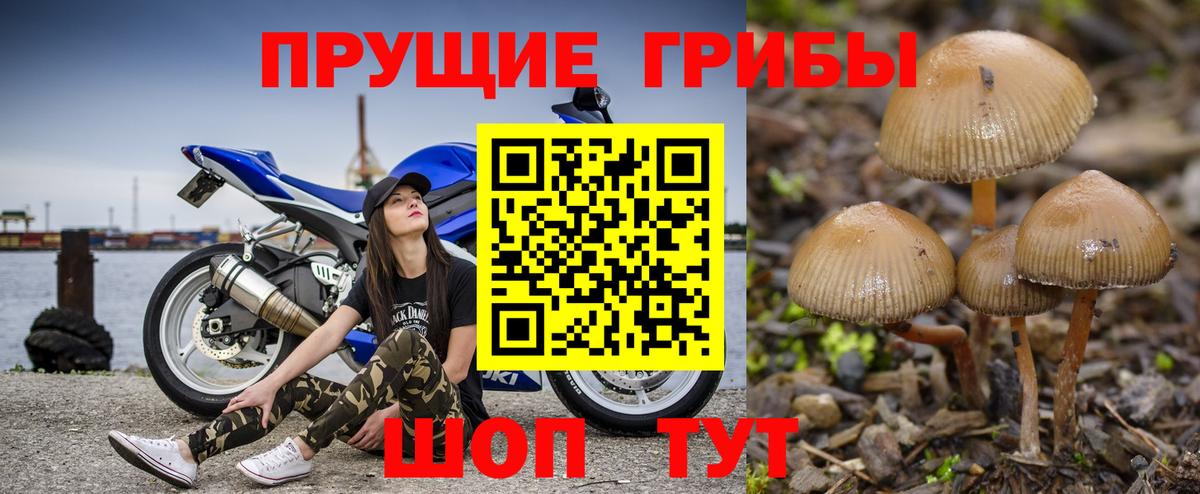 Псилоцибиновые грибы Cubensis Баксан